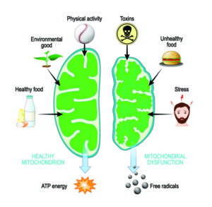 mitochondrial health