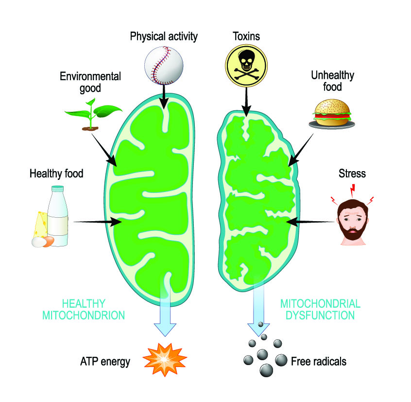 mitochondrial health